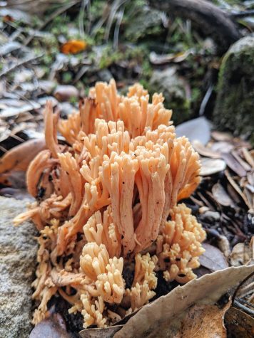 Let’s get funky with the future of fungi