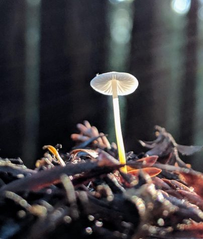 Mushroom