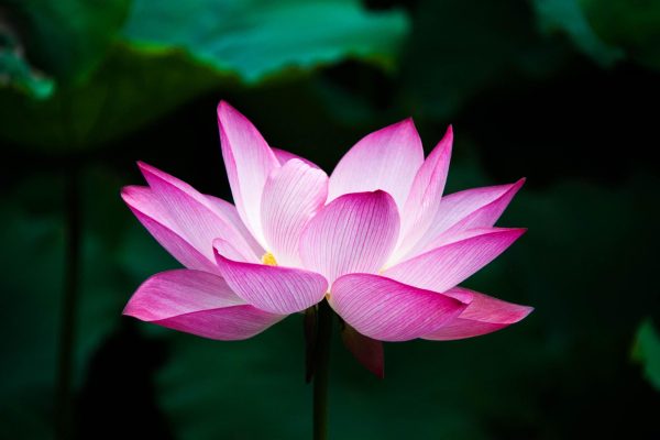 Lotus - a Poetry Installment