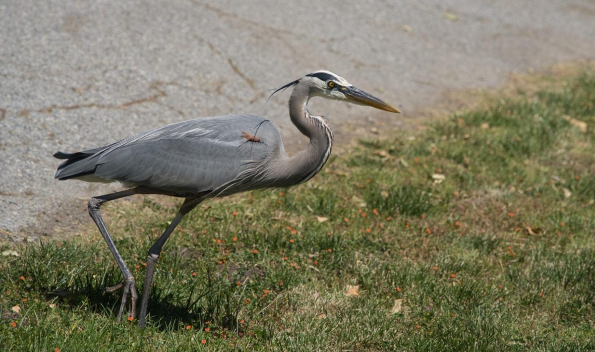 The Great Blue Heron spotted during the walkout.