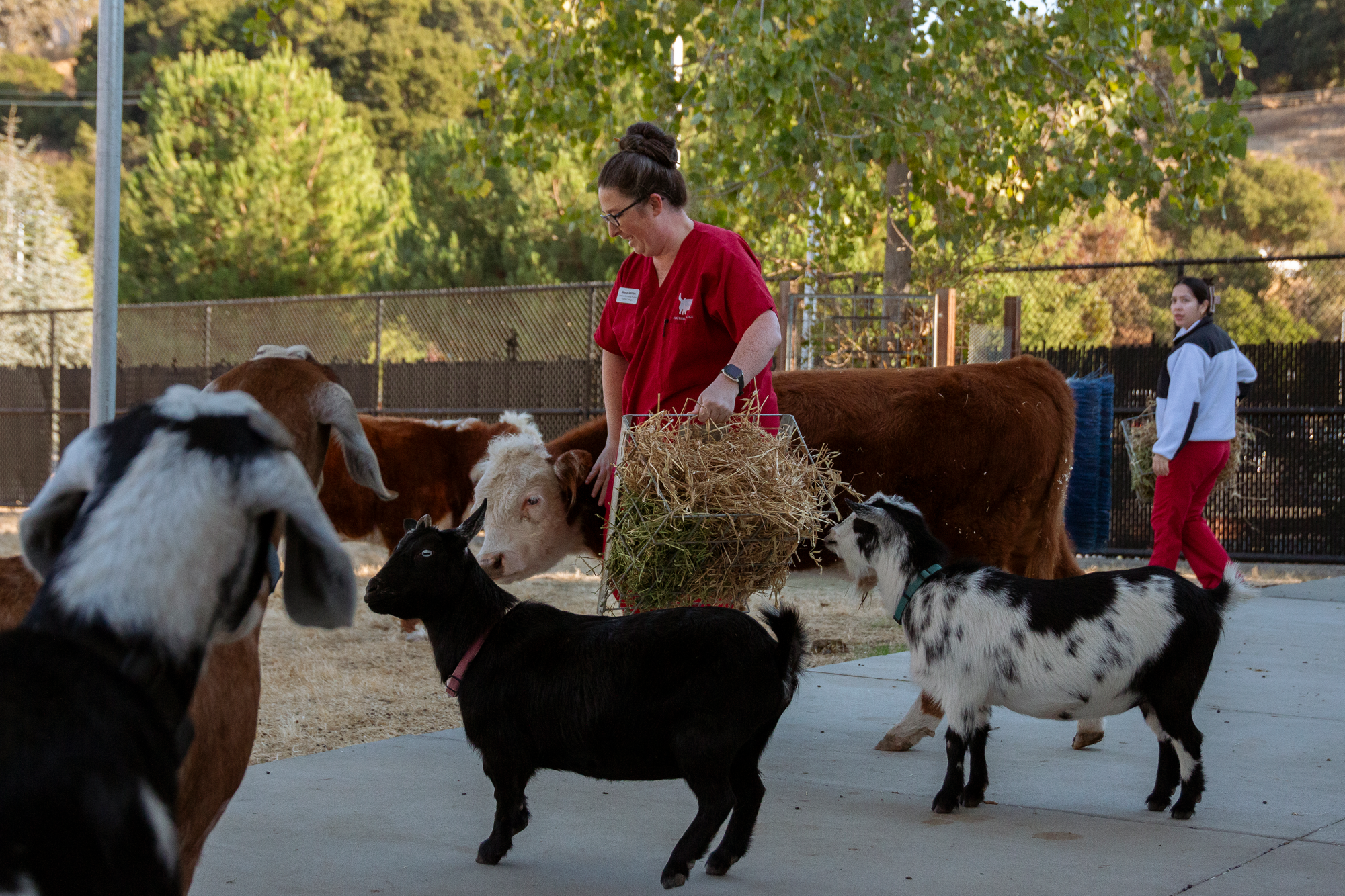 Cows on Campus