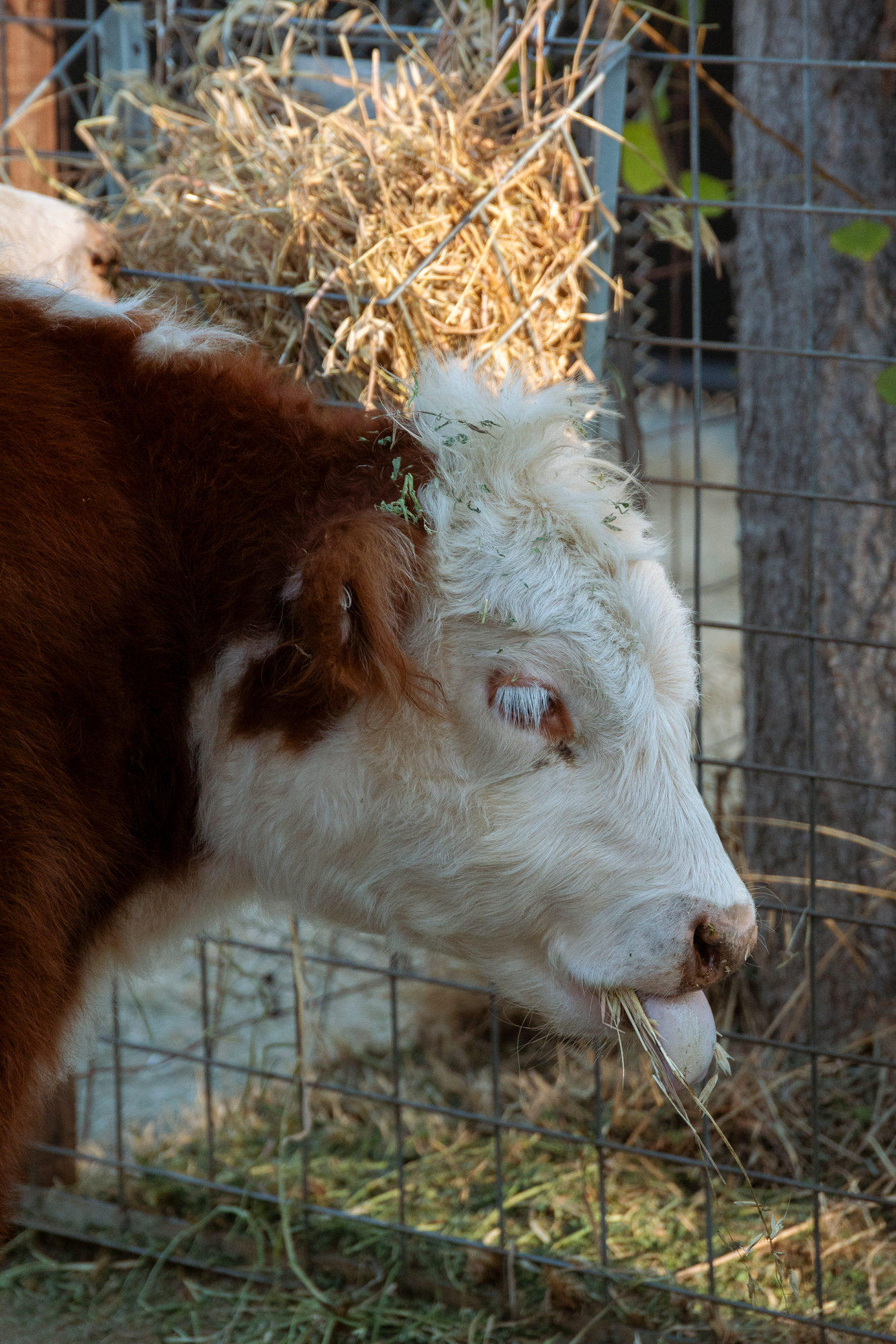 Cows on Campus