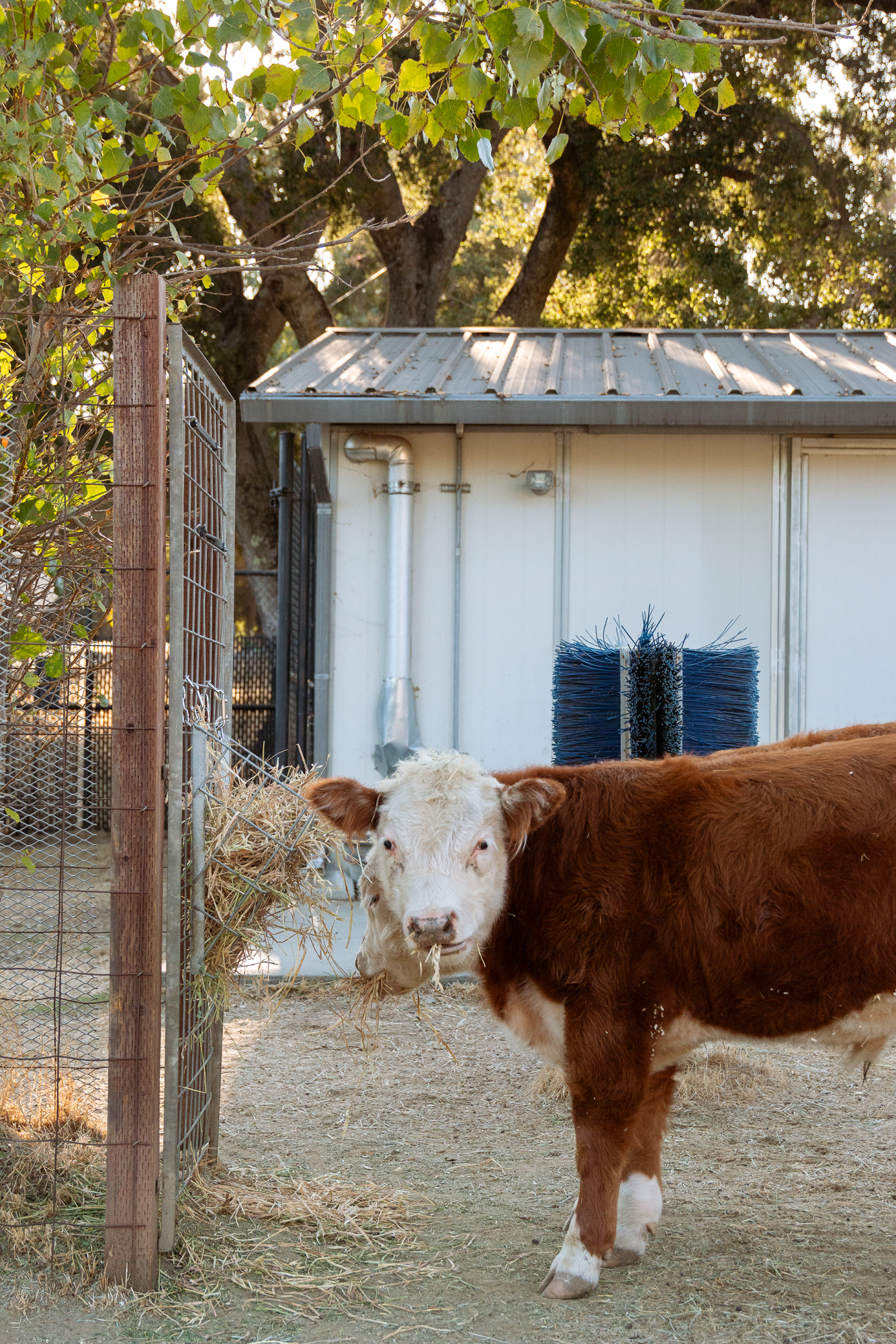 Cows on Campus