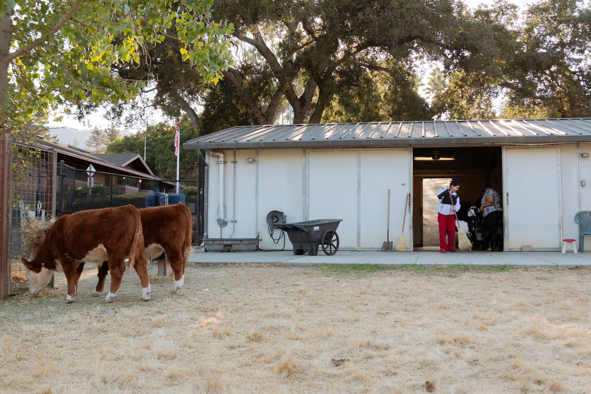 Cows on Campus