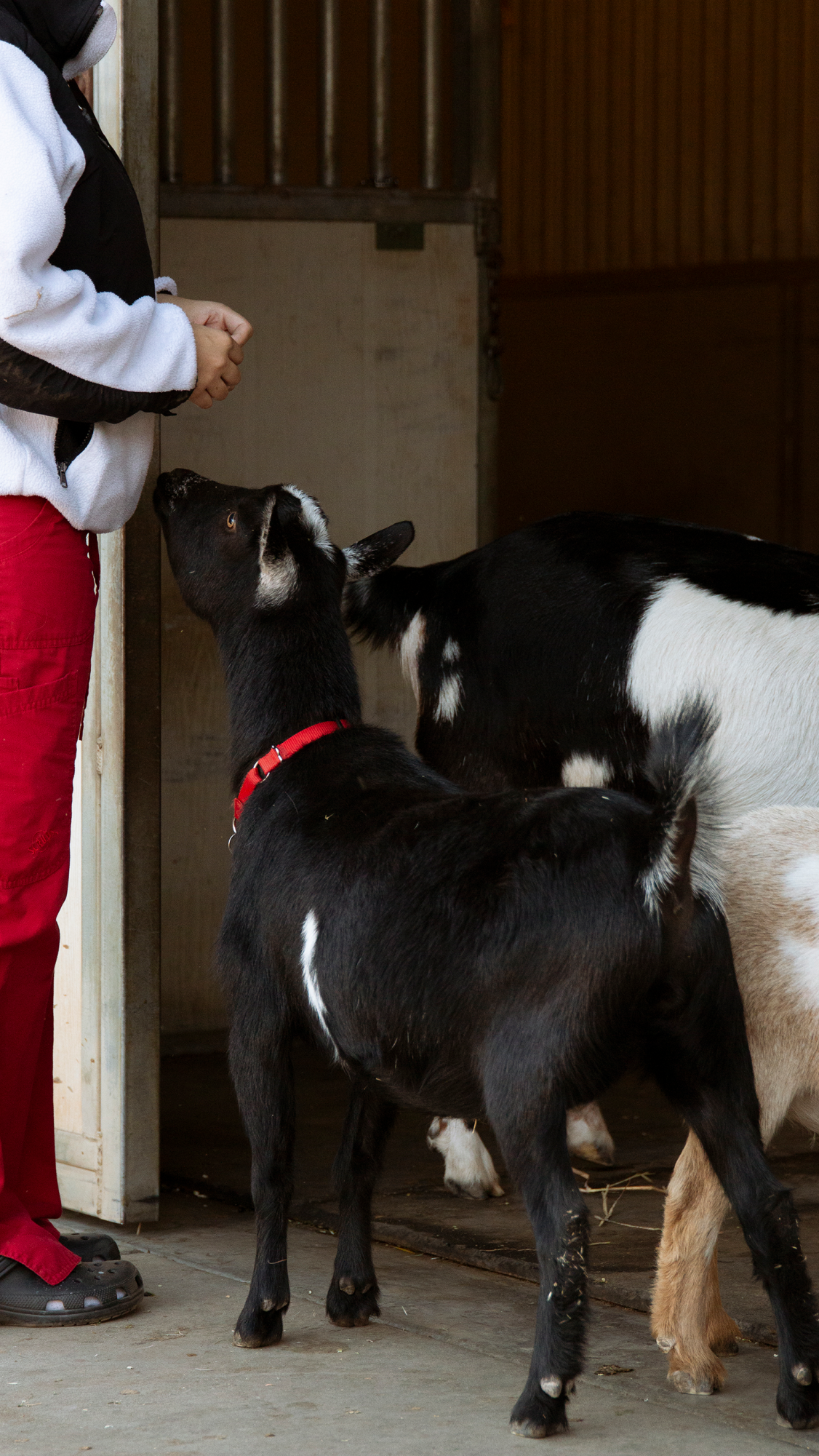 Cows on Campus