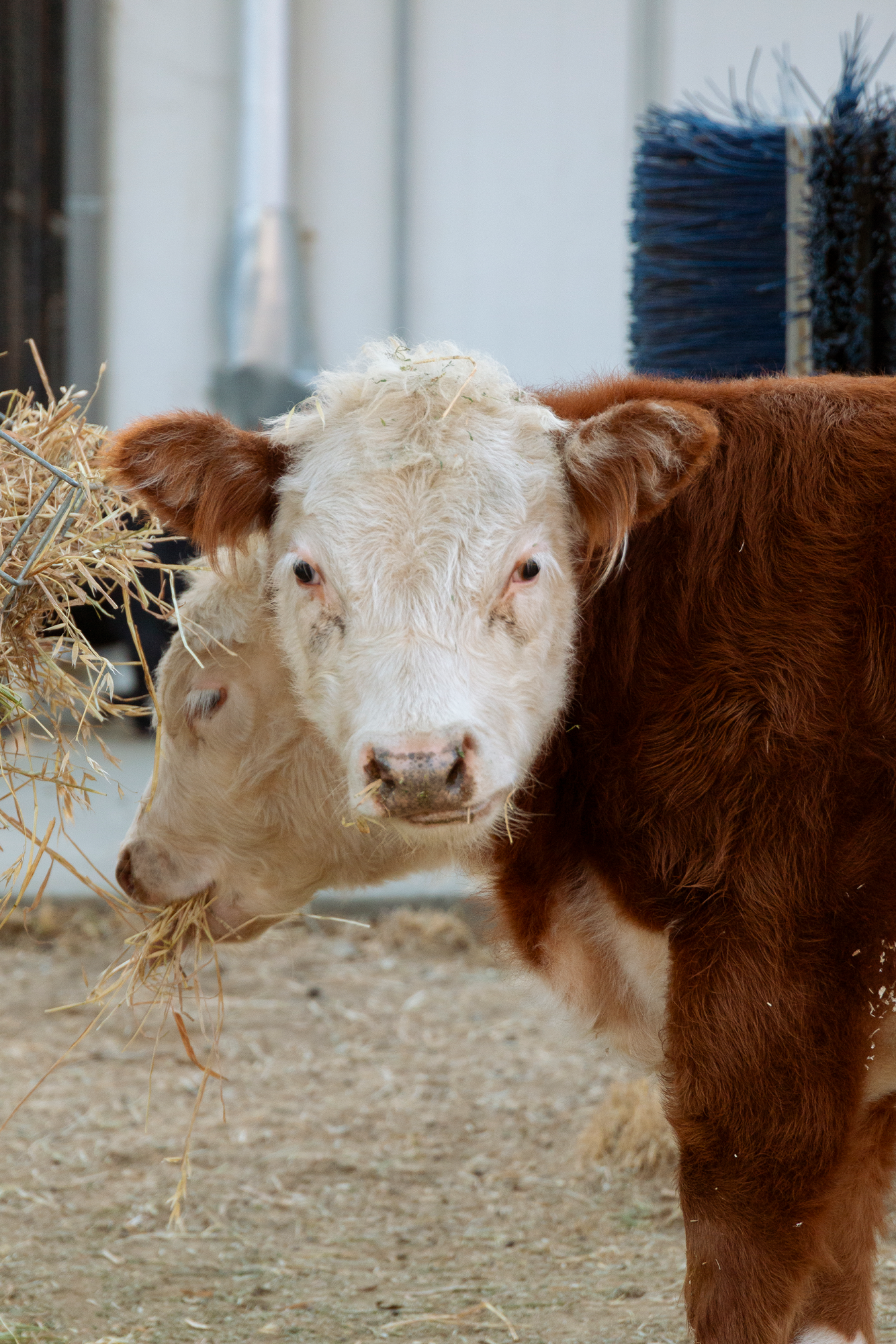 Cows on Campus