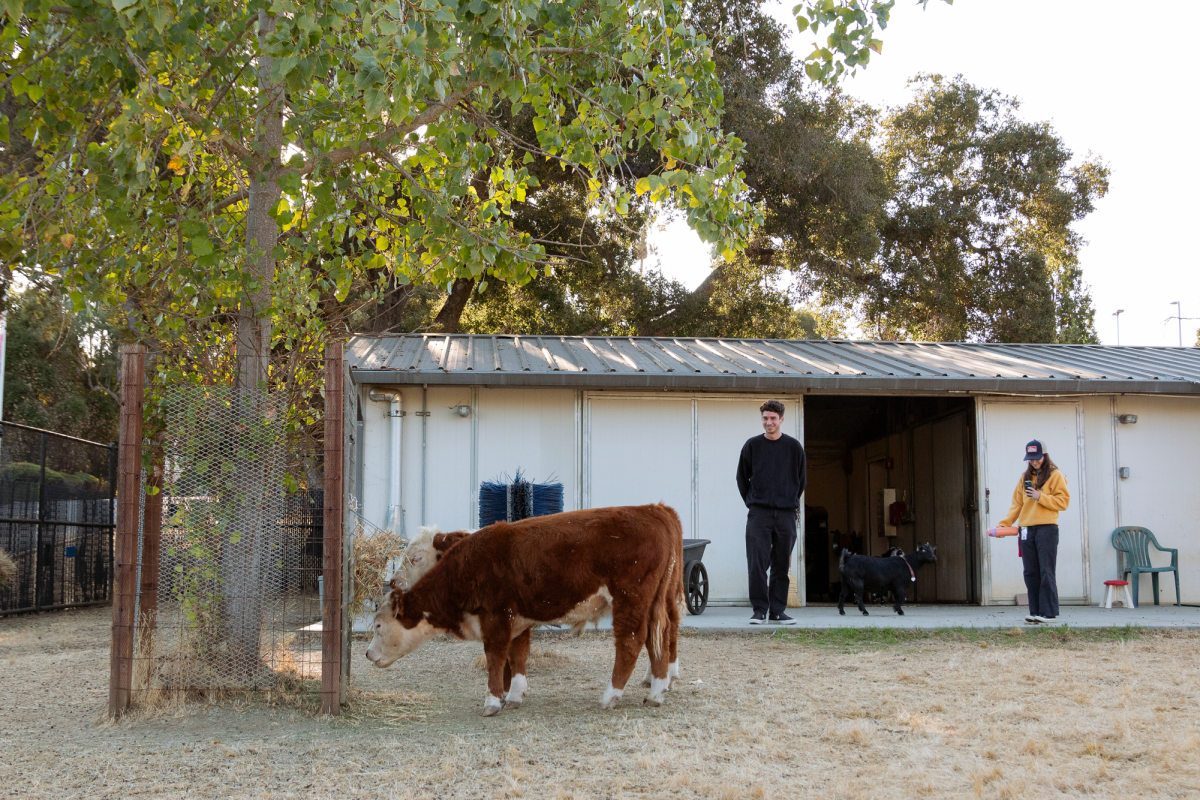 Cows on Campus