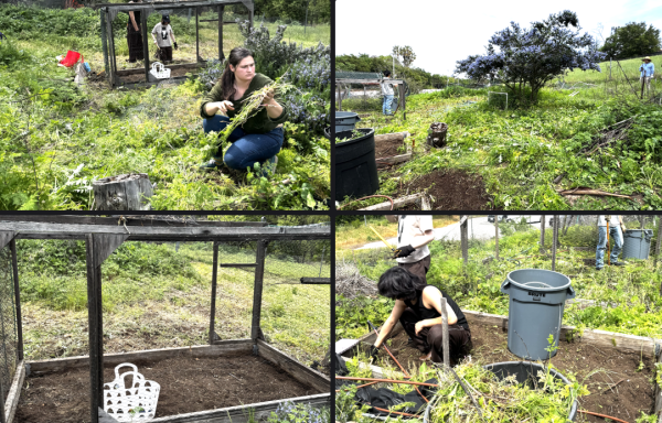 A Garden after the Community Got Together to Cultivate it. 